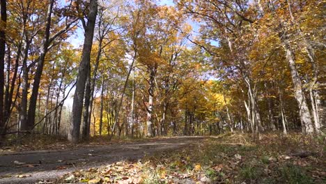 forest in autumn with sun shining thru trees