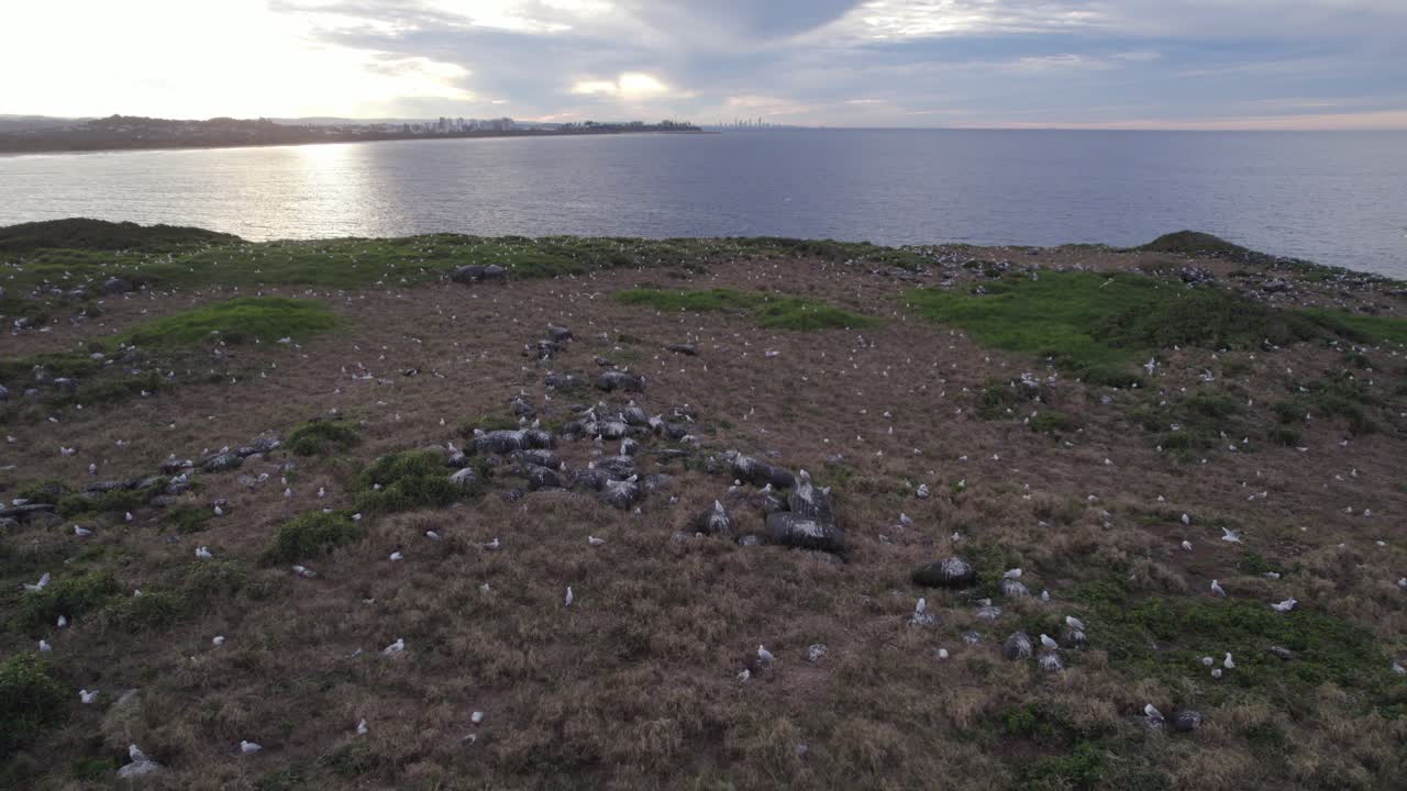 호주 뉴사우스웨일즈의 쿡 아일랜드에 있는 갈매기 떼