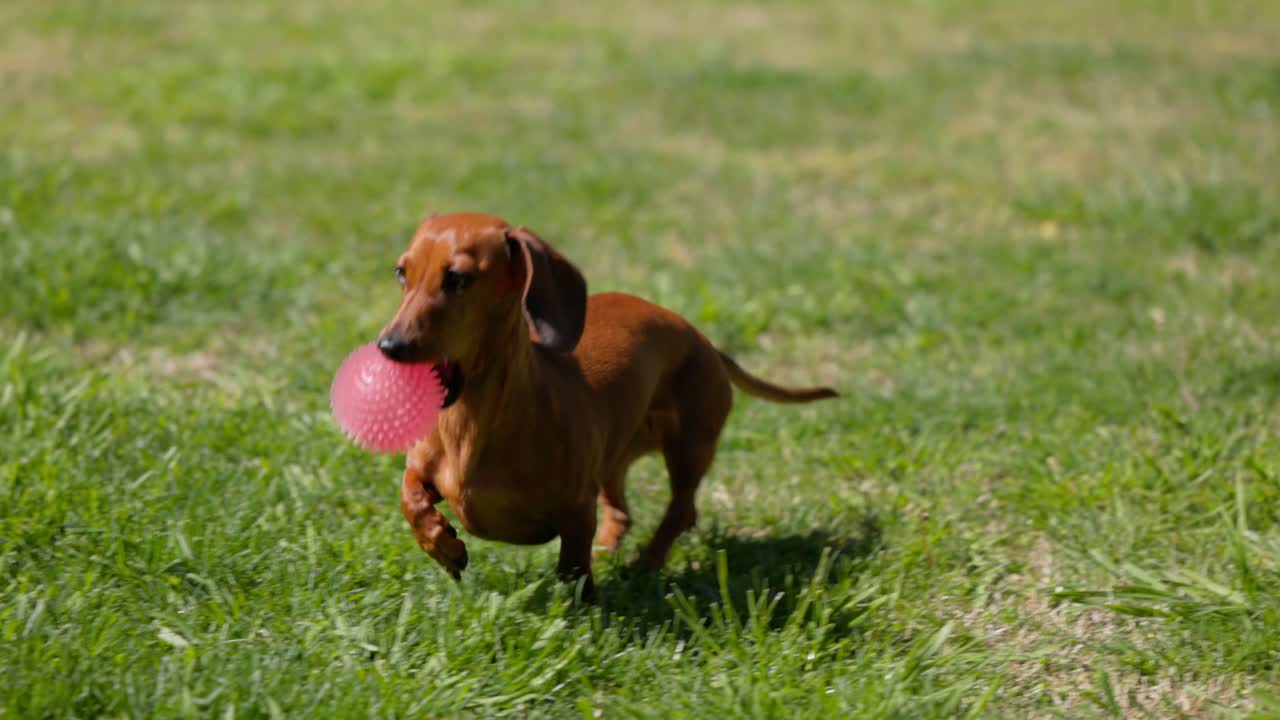 A joyful red Dachshund runs towards the camera in slow motion with a red ball in its mouth and tail wagging, on green backyard grass