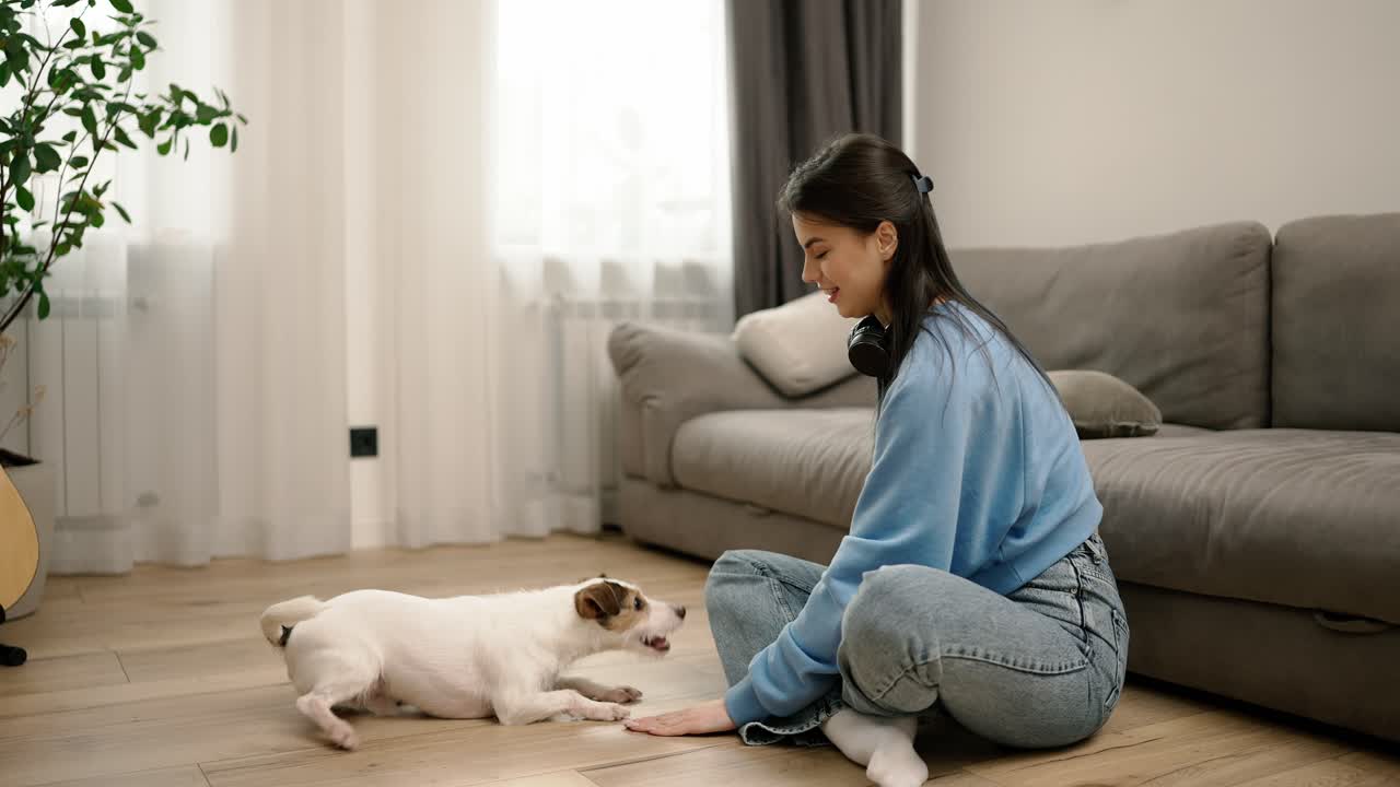 잭 러셀 테리어는 주인의 명령을 실행하고 위협을 받습니다.