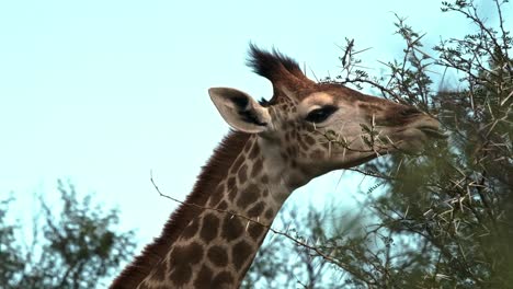 una joven jirafa del sur que se alimenta de una espina dulce o un árbol de acacia