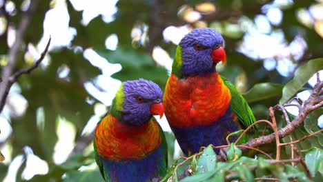 fotografía de cerca de dos hermosos y vibrantes lorikeets arco iris, trichoglossus moluccanus, posados en el árbol en su hábitat natural, explorando los alrededores, y uno extiende sus alas y vuela lejos