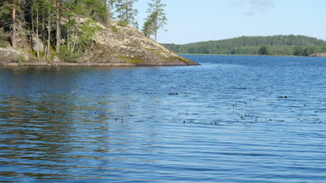 Bandada-De-Somormujos-Lavancos-Nadando-Y-Buceando-En-El-Lago-Saimaa,-Finlandia-Oriental