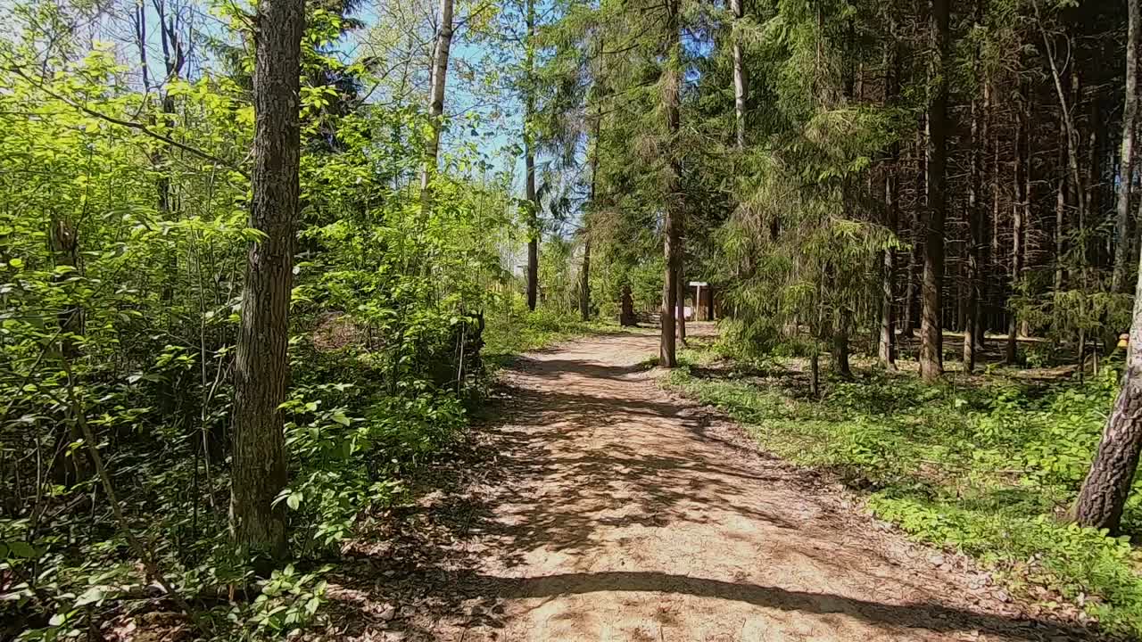 Caminata por el sendero del bosque