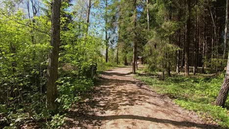 walk along the forest trail