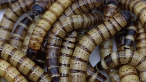 closeup of mealworms in a plastic tub