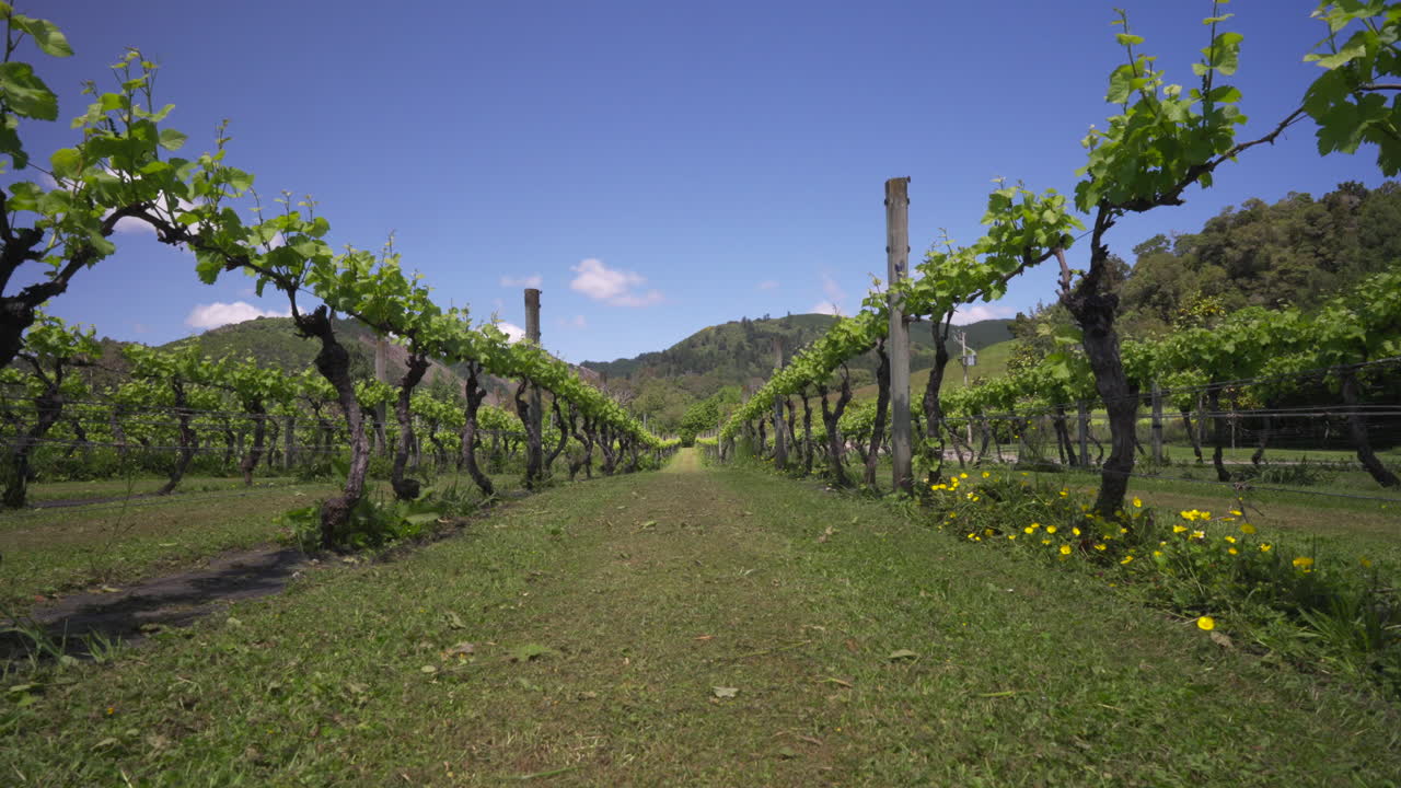 el movimiento pasa a través de las vides de los viñedos en tasmania nueva zelanda en un día soleado