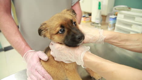 veterinarians examine the health of a puppy at the clinic