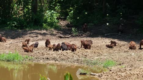 A-troop-seen-from-a-distance-at-a-pond-in-the-forest-feasting-on-minerals-during-a-very-hot-summer-day