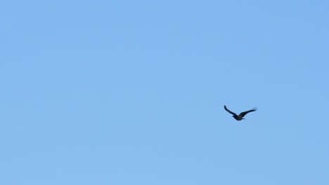 Crow-flying-in-blue-sky-in-slow-motion