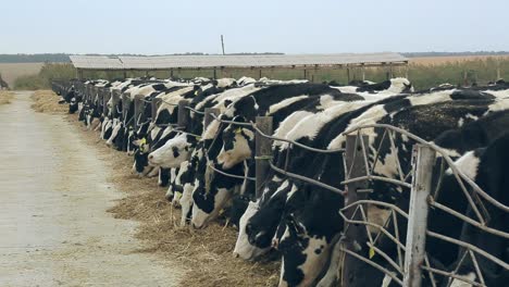 Milchkuhfütterung-Auf-Modernem-Bauernhof.-Haustiere-Fressen-Heu.-Landwirtschaftlicher-Bauernhof