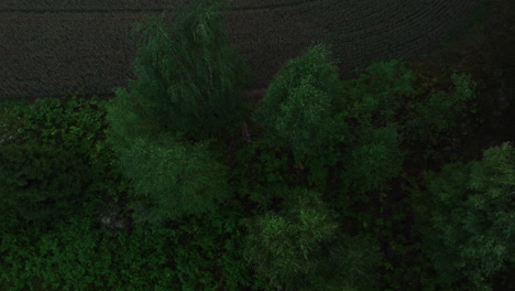 Aerial-view-around-a-white-tailed-deer-walking-in-middle-of-trees,-gloomy-evening