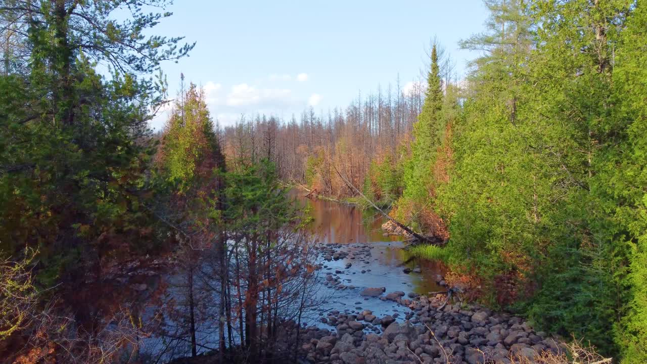 Photographer shooting swampy autumn forest, aerial ascend view