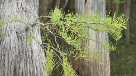 Close-up-of-bald-cypress-limbs-coming-out-of-a-tree