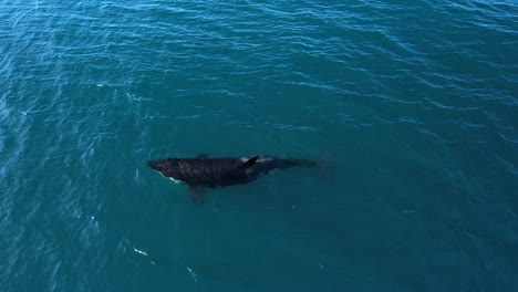 this etp killer whale spotted a drone earlier and appeared to be looking for it as it played on its side off of southern california