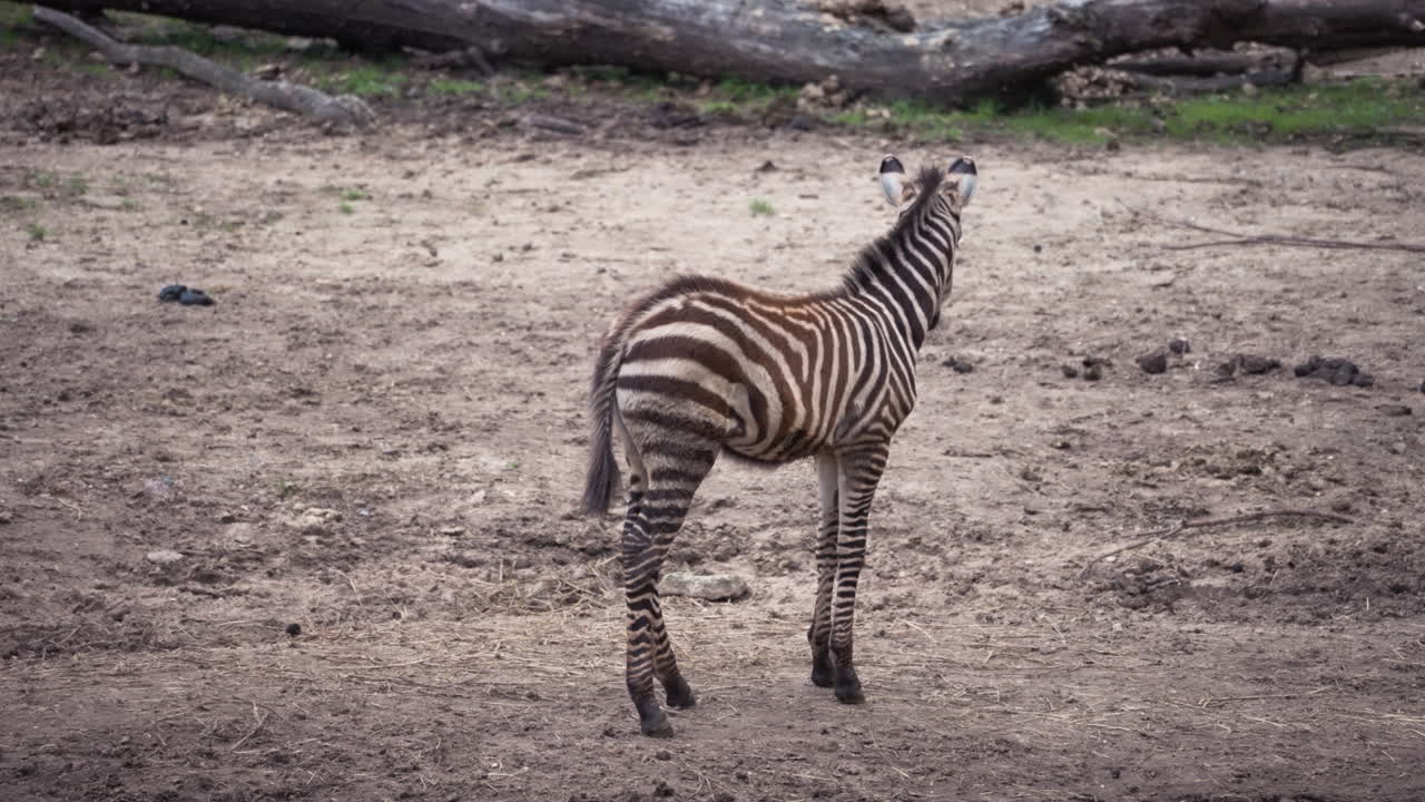 Baby zebra running around, static view