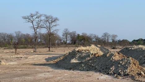 southern lion (panthera leo melanochaita) hiding between the piles of sand in liwonde national park, malawi.