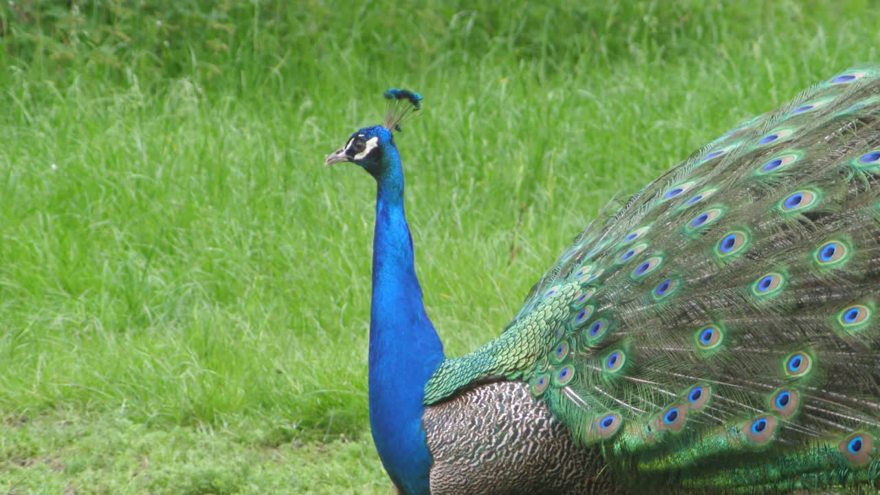 A peacock raises partly his display feathers and walks slowly across a grassy area