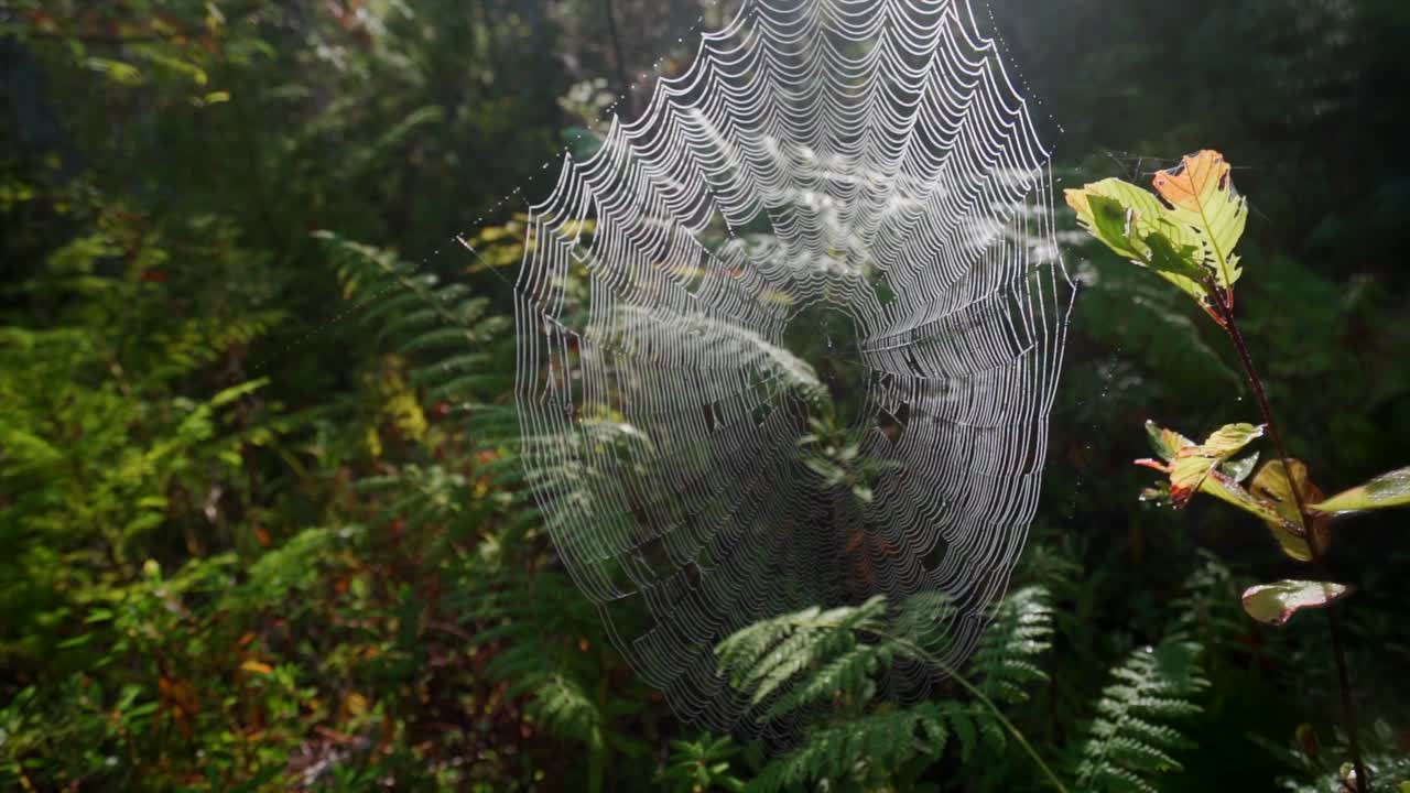 tiro de bosque salvaje en cámara lenta de telaraña