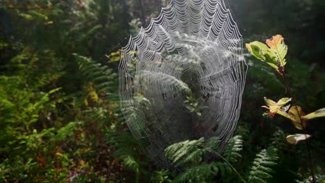 slow motion wild forest shot of spiderweb