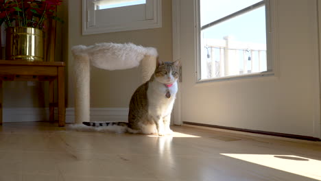 cute and active house cat playing with a string - static slow motion