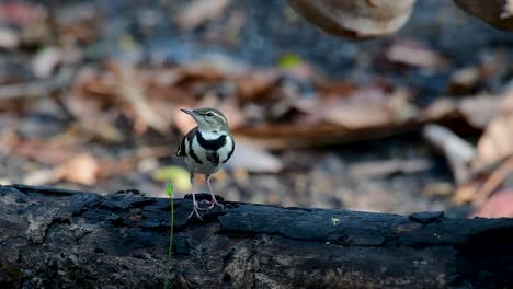 Die-Waldstelze-Ist-Ein-Sperlingsvogel,-Der-Auf-Ästen-Und-Waldböden-Nach-Nahrung-Sucht-Und-Ständig-Mit-Dem-Schwanz-Zur-Seite-Wedelt