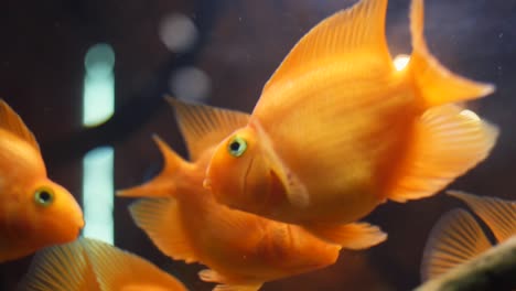 orange fish in an aquarium