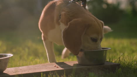 close up of two metal plates placed on plank as brown dog rushes to eat from it in sunny outdoor garden under warm sunlight, with background featuring vibrant greenery