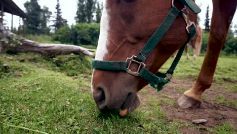 caballo marrón y blanco pastando en un pasto de cerca
