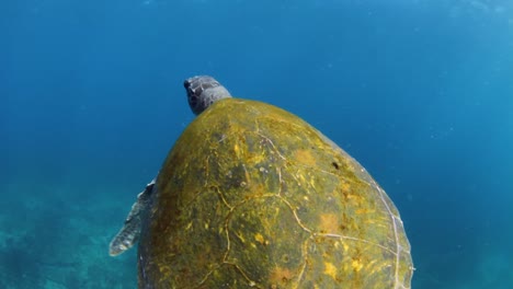 Lovely-Green-Sea-Turtle-casually-swimming-in-the-ocean