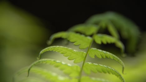 fern plants have beneath or pollen under their leaves which subsequently fall to form new fern plants on the ground