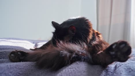 black cat cleaning itself while chilling at the bed