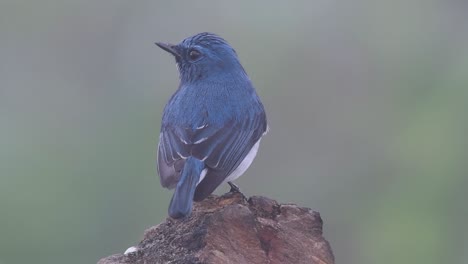 The-Ultramarine-Flycatcher,-also-known-as-the-White-browed-Blue-Flycatcher,-a-winter-migrant-to-Thailand,-is-very-friendy-to-people