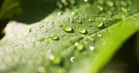 water drops on leaf surface 22