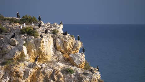 rock cliff full of resting cormorant and seagulls flock birds
