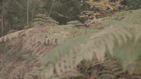 camera rack focus's between two autumn ferns - ungraded