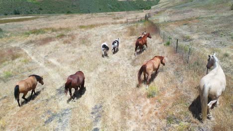 Antena-De-Caballos-Pastando-En-Un-Rancho-O-Granja-Cerca-De-Santa-Bárbara,-California-1