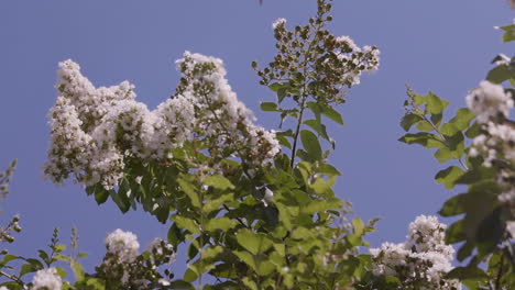 white chokecherry tree with honey bee flying around