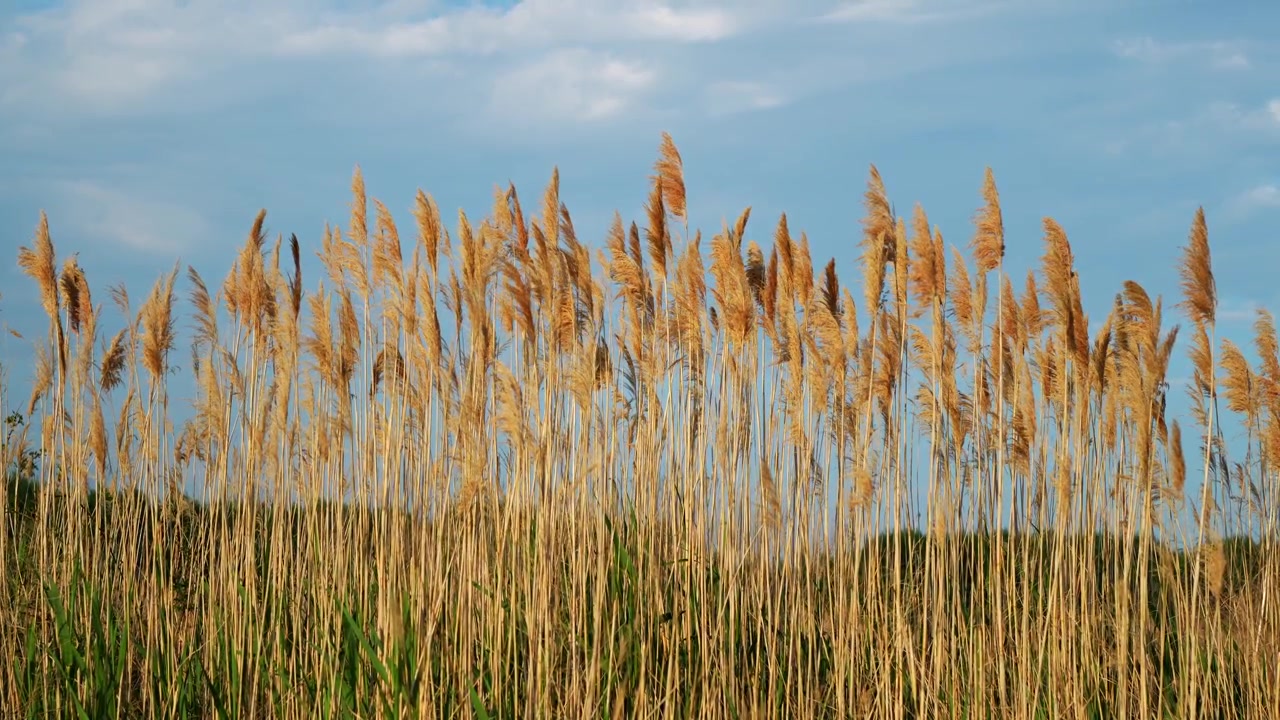 Hohes Schilfgras unter blauem Himmel in einem Feuchtgebiet, goldene Samenstände und grüne Blätter füllen den Rahmen aus.