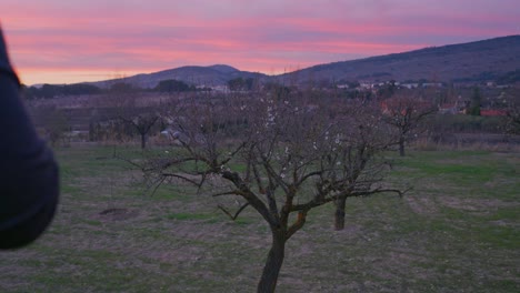 Man-throws-white-wine-as-an-offering-at-sunset-in-a-field-of-almond-trees,-pink-sky-and-spring-orange