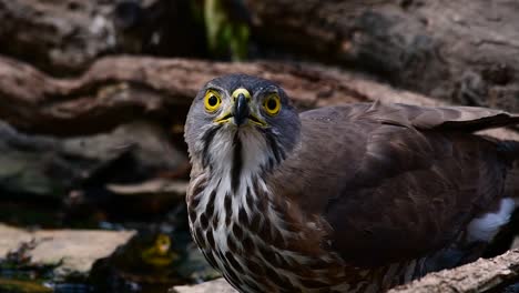 The-Crested-Goshawk-is-one-of-the-most-common-birds-of-prey-in-Asia-and-belonging-to-the-same-family-of-eagles,-harriers