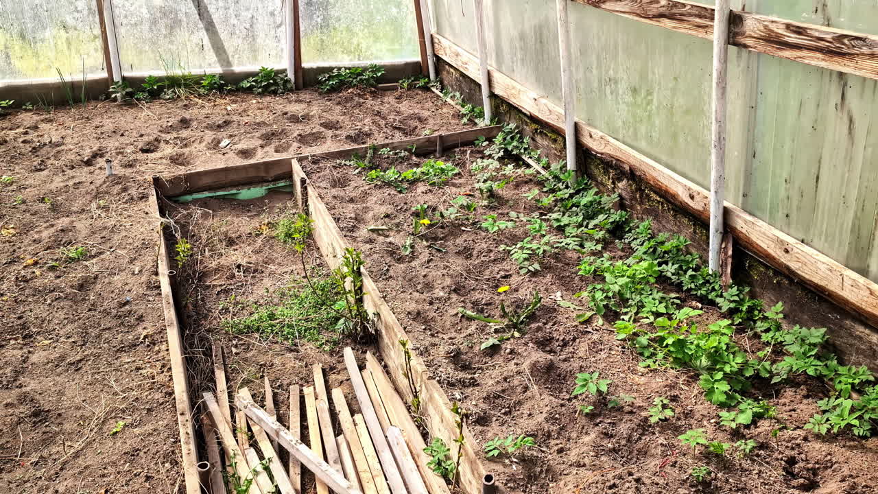 Greenhouse with wooden beds and early spring growth in soil