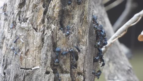 big black ants finding food