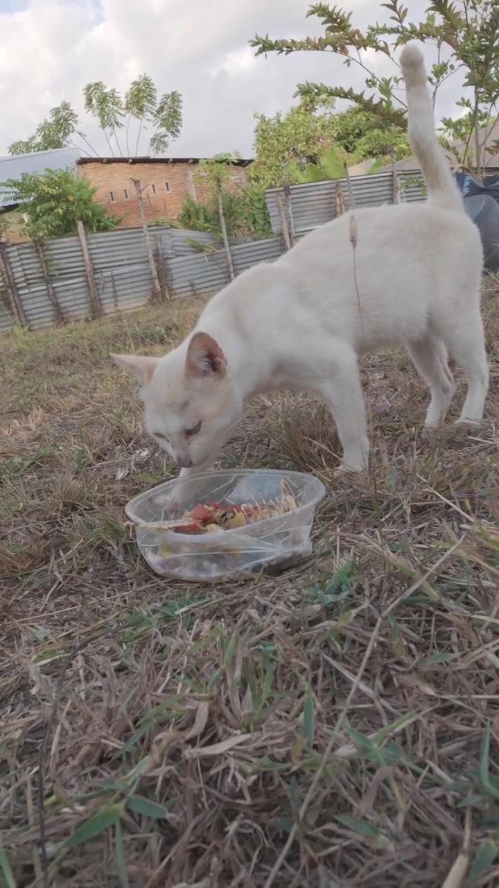 Weiße Katze frisst Futter aus einem Plastikbehälter im Freien