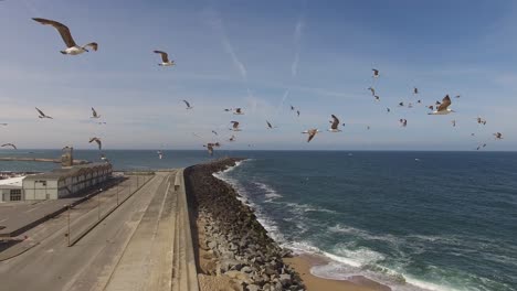 Drone-Footage-of-Seagulls-in-the-sea