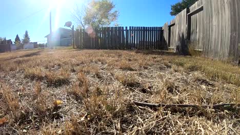 SLOW-MOTION---Boxelder-bug-flying-around-in-the-backyard-of-a-home-in-Alberta-Canada