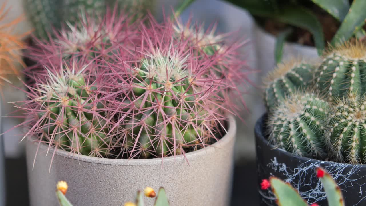 Close-up de cactos em vasos