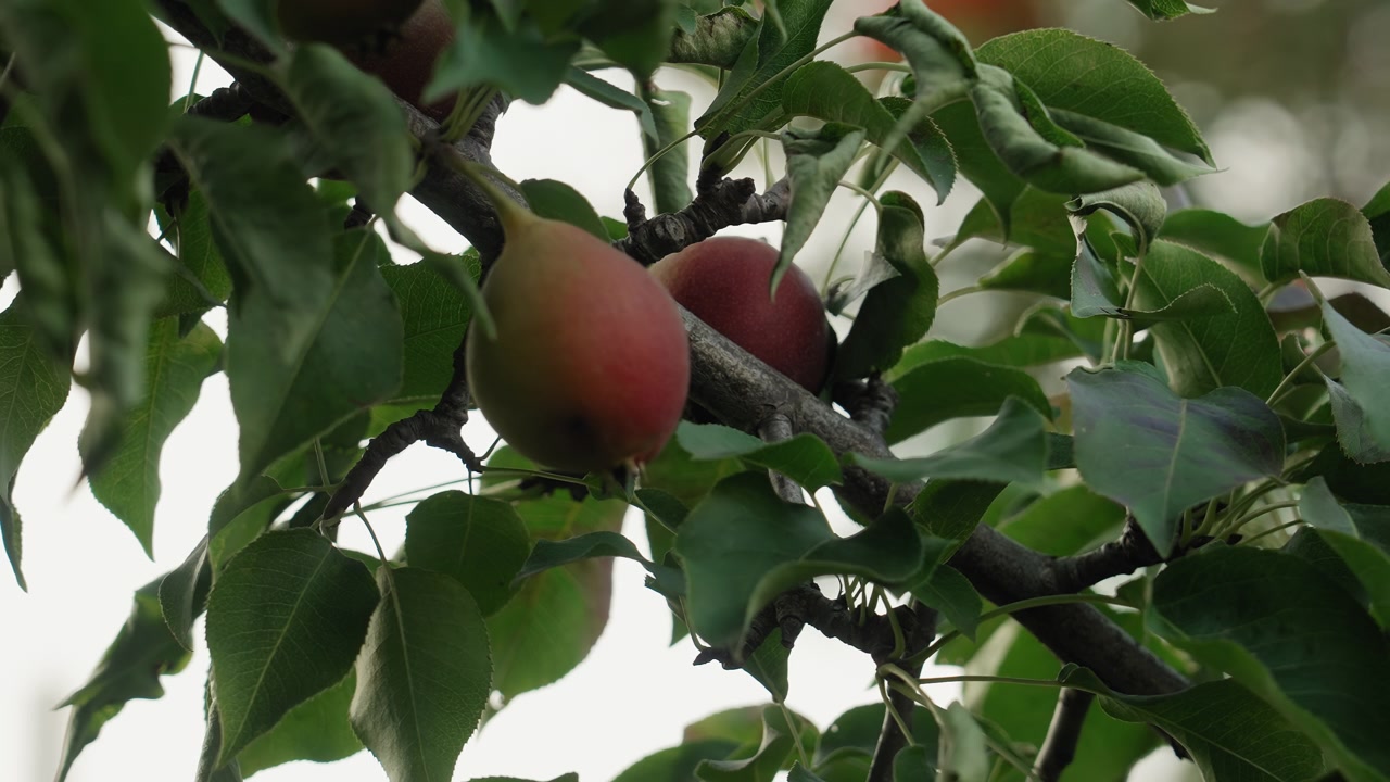Primo piano di pere in maturazione su un ramo d'albero
