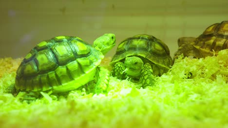 baby sulcata tortoise in aquarium with neon light