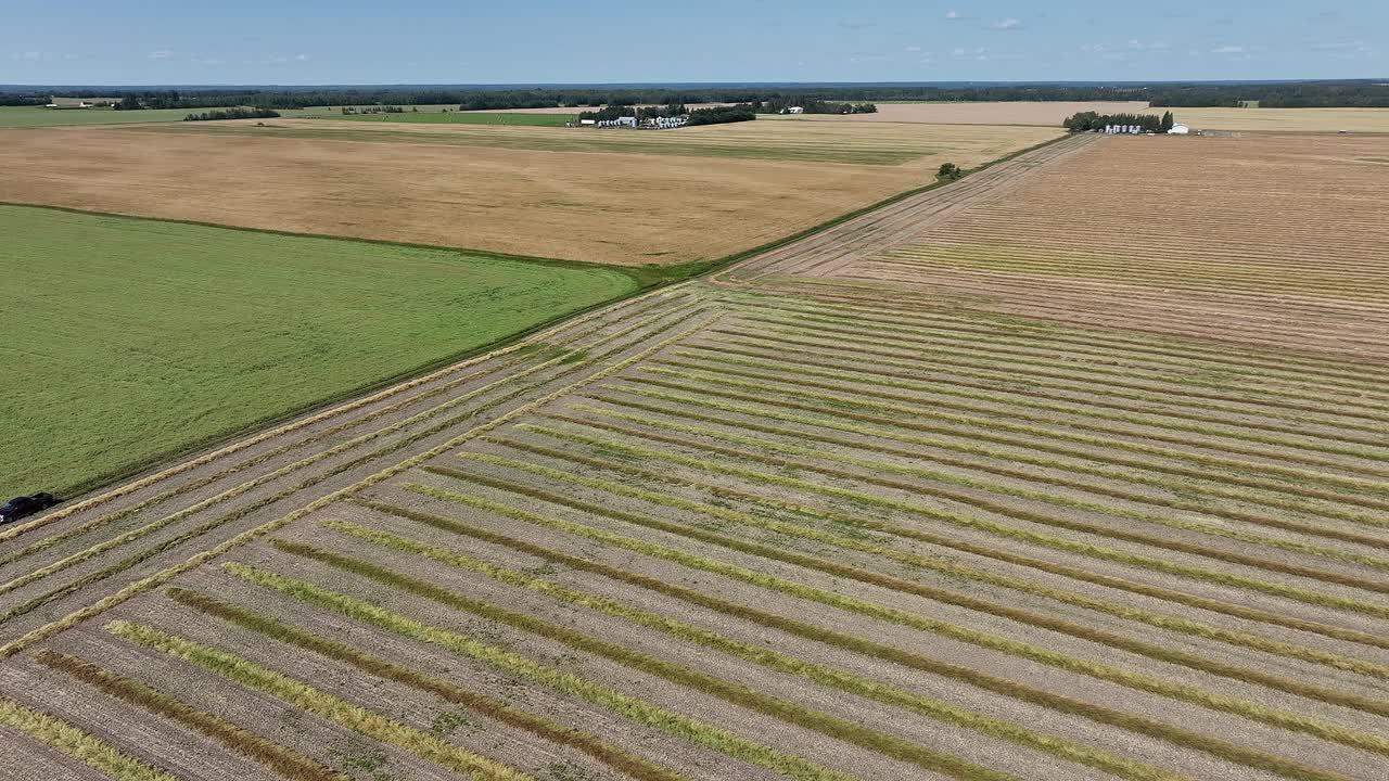 Flying over a swathed canola field towards uncut fields